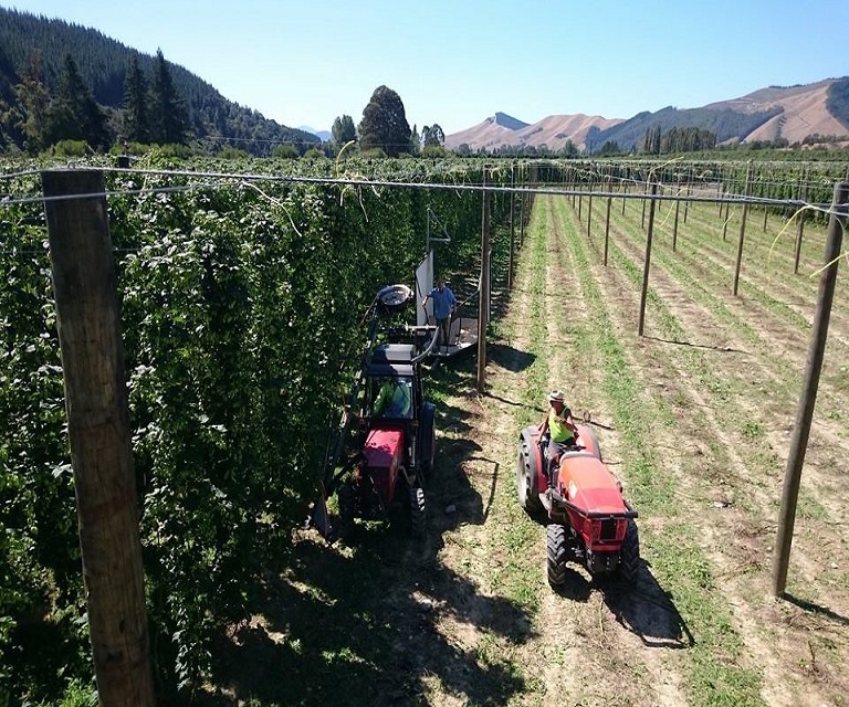 Tapawera Hop Farm
